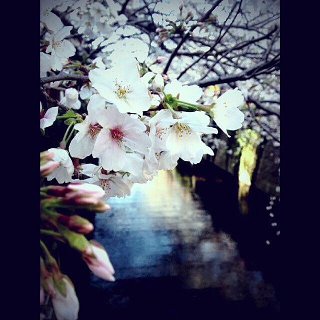 美しく咲き誇る春の桜。艶やかに咲き、風雨とともにさっと散る儚い桜を、おうちの中でなら少しでも長く楽しむことができます♪